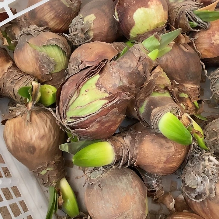 直播间火焰Plss丑球难看一个