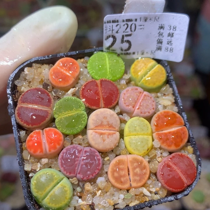 精品生石花220.25