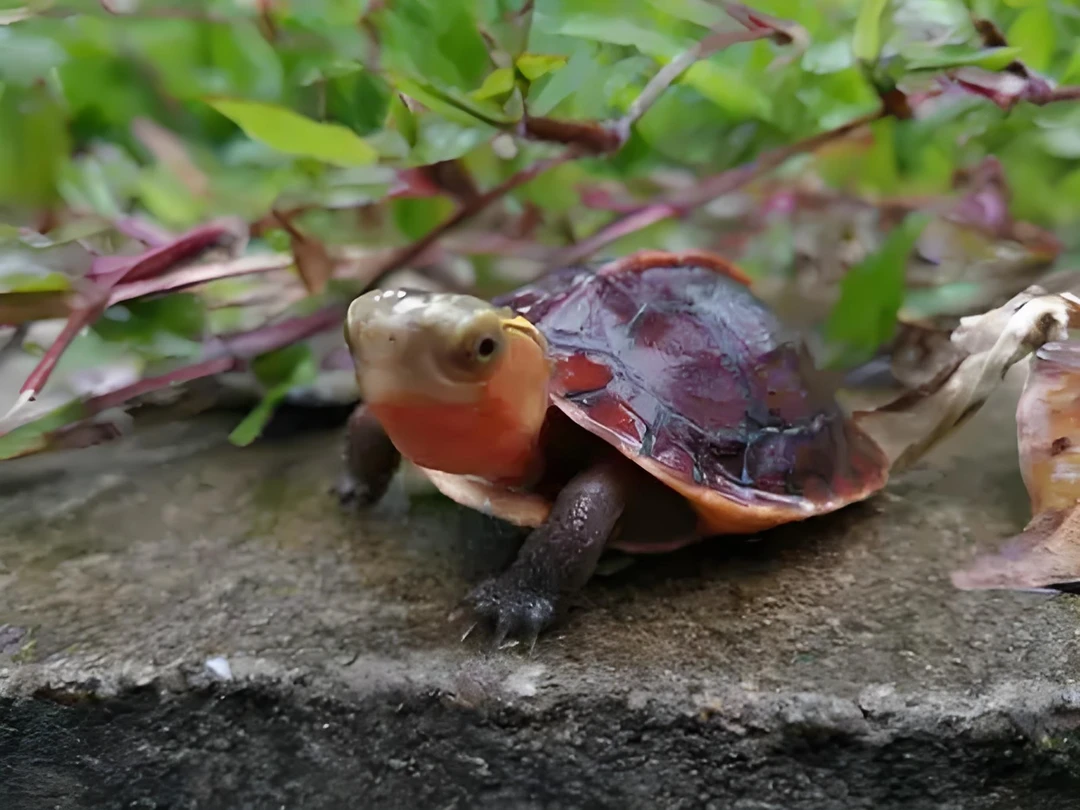 黄缘｜金钱直播间挑选