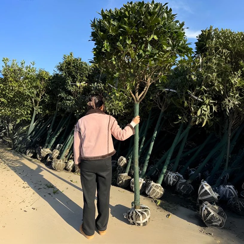 金桂 桂花树 花朵浓香