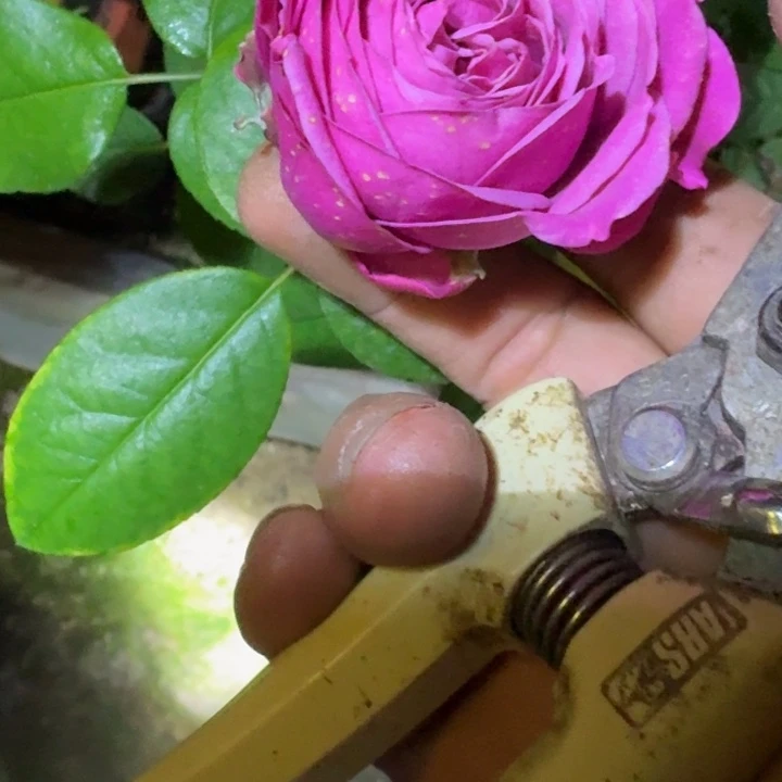 无花朵感觉一加仑苗