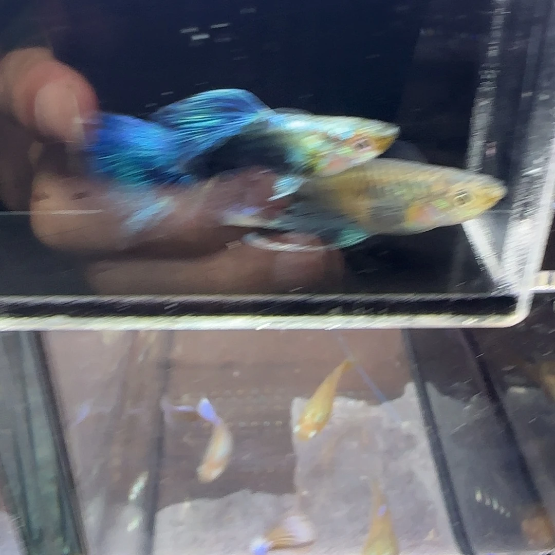 孔雀鱼蓝礼服绣球一对，三个半月