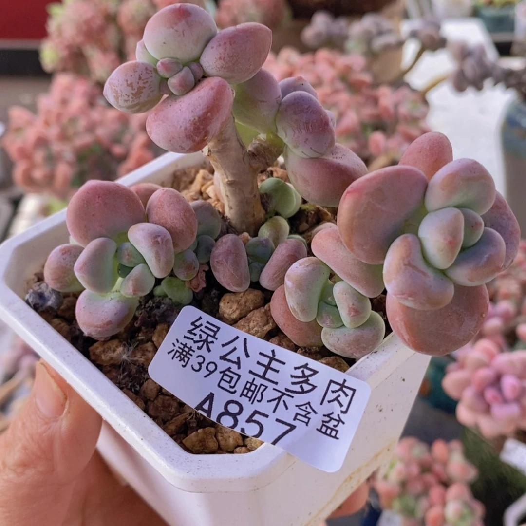 腰子红洛神8cm857多肉植物