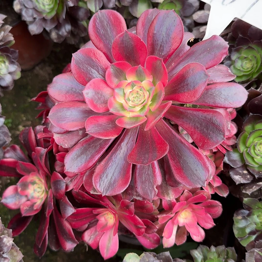 4169美杜莎多肉法师多肉