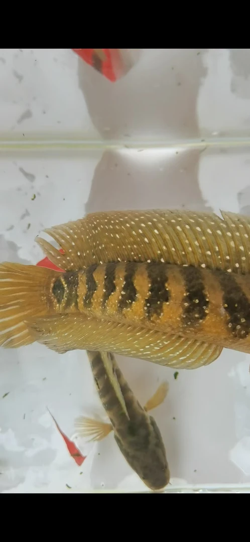 七星雷龙鱼耐养冷水鱼淡水鱼活体凶猛活体观赏鱼