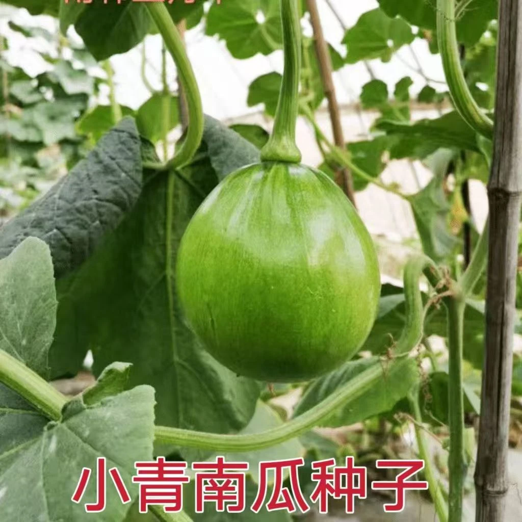 【全店凑8包包邮】小青南瓜种子