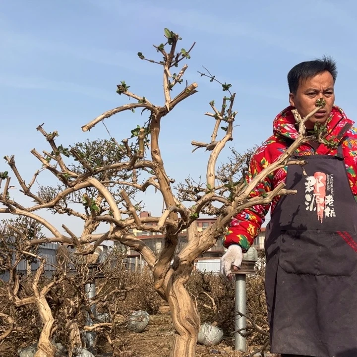 无花朵金银花老桩88888