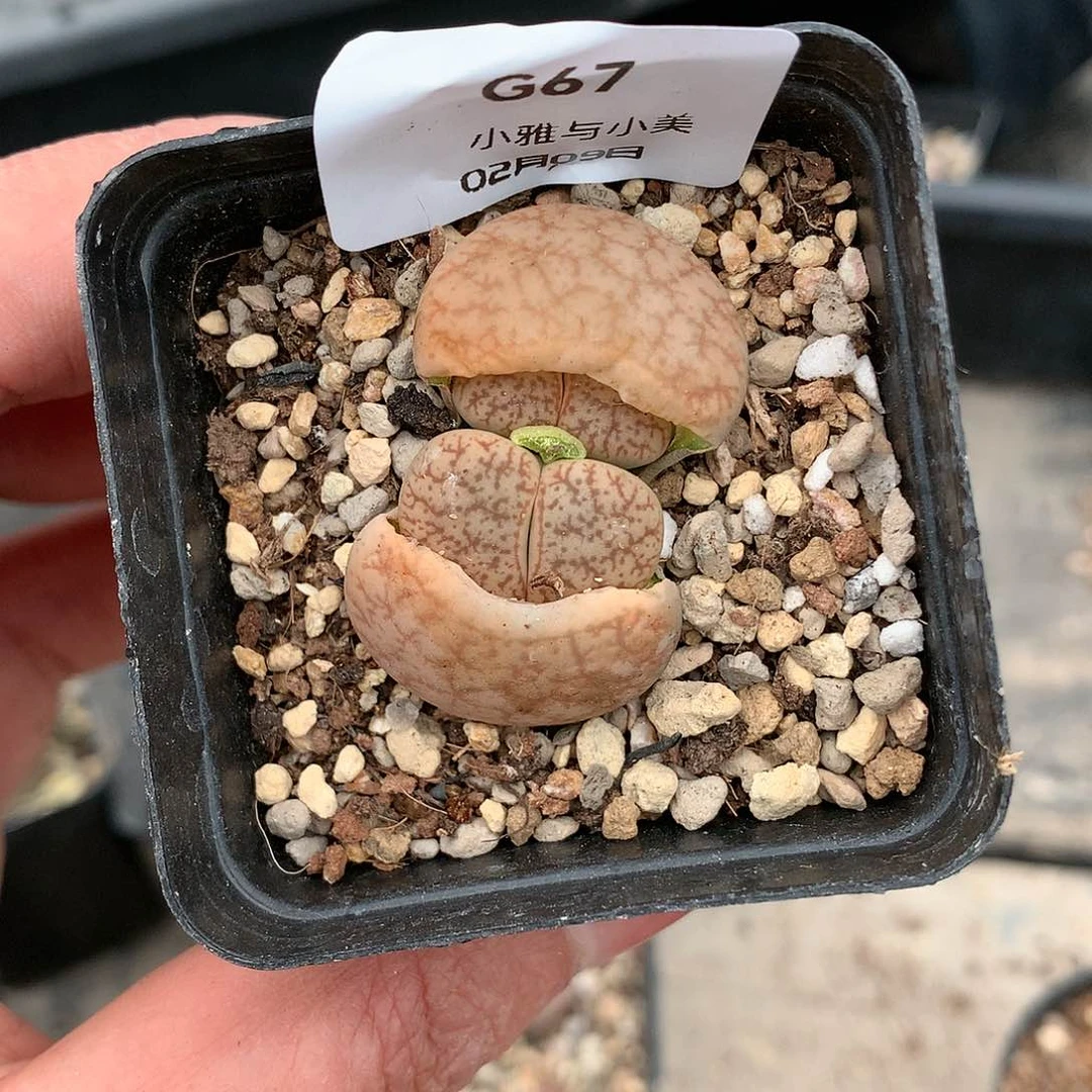 G67多肉植物保护研究所