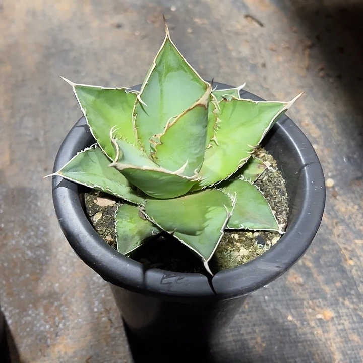 龙舌兰多肉植物多肉