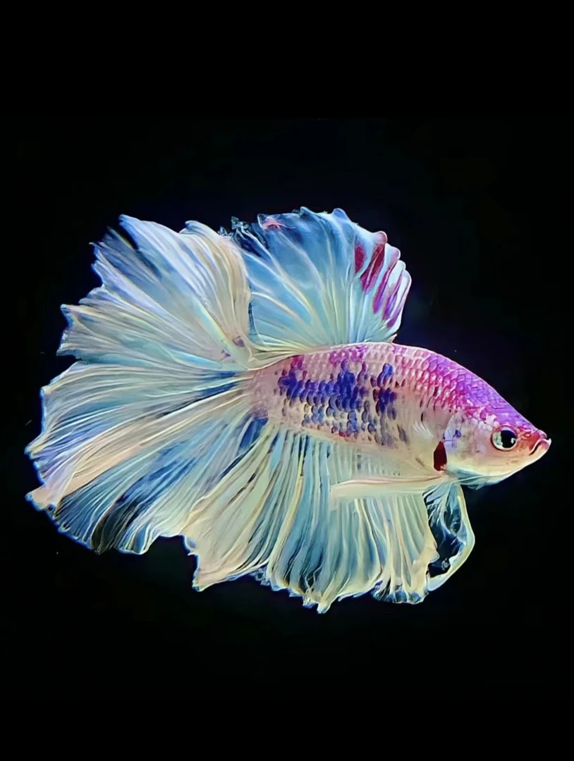 C14(313-336)泰国斗鱼小型热带观赏鱼、耐活（直播间选鱼）