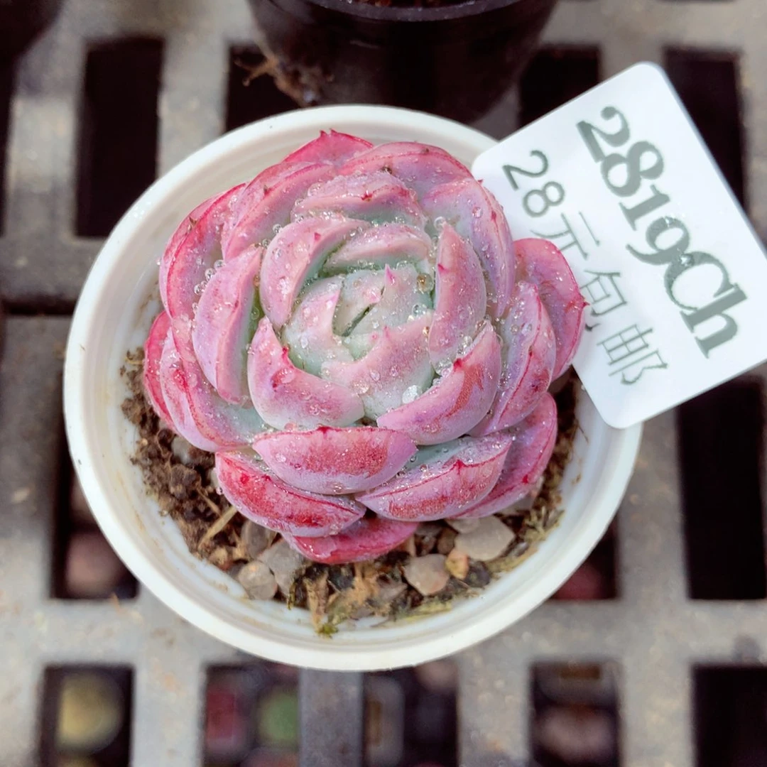 5厘米盆精控多肉2819