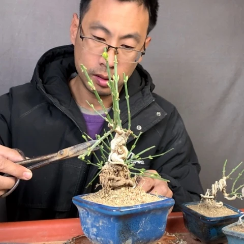 阿***明当前无花栽培后可以开花