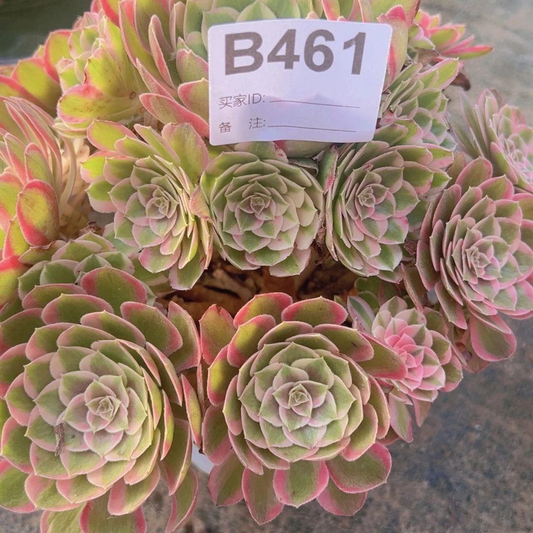 461，寄养孔雀翎多肉植物