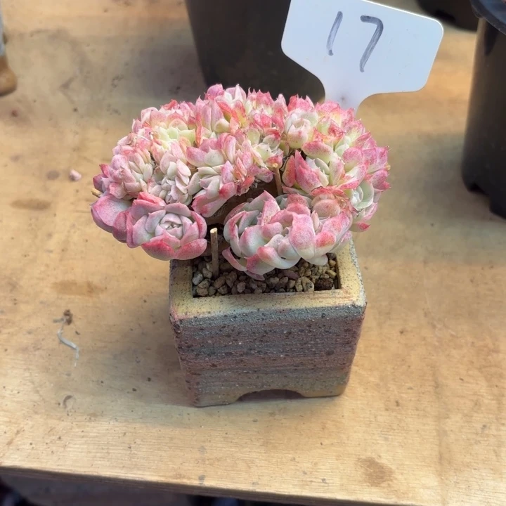 多肉植物，月影缀17号