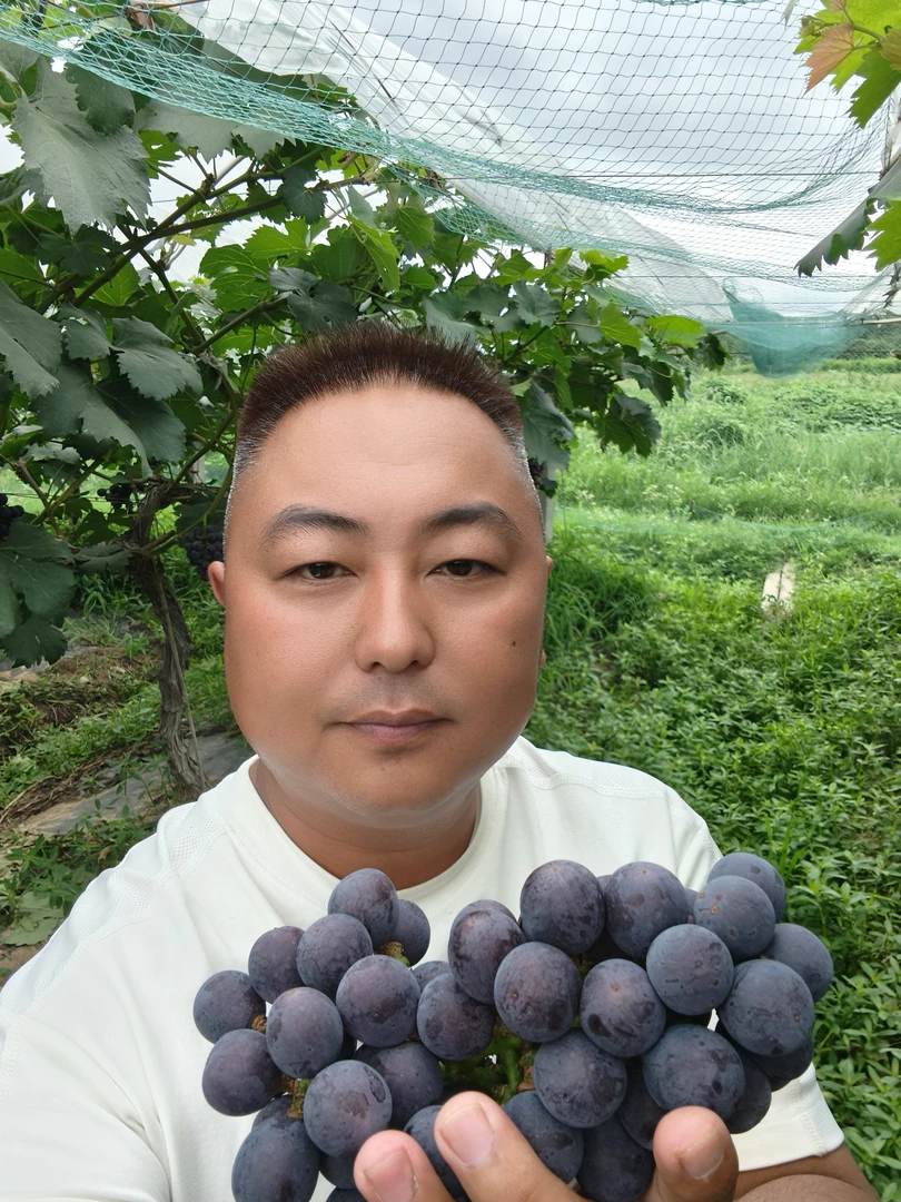 顺丰包邮/新鲜现摘/信阳本地夏黑葡萄当季时令水果