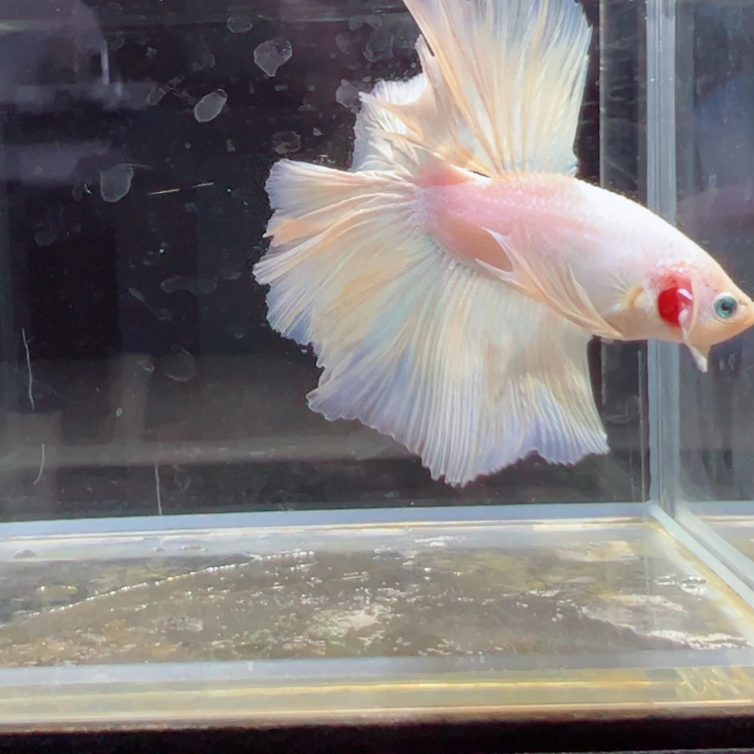 斗鱼浅色特殊尾hhhh