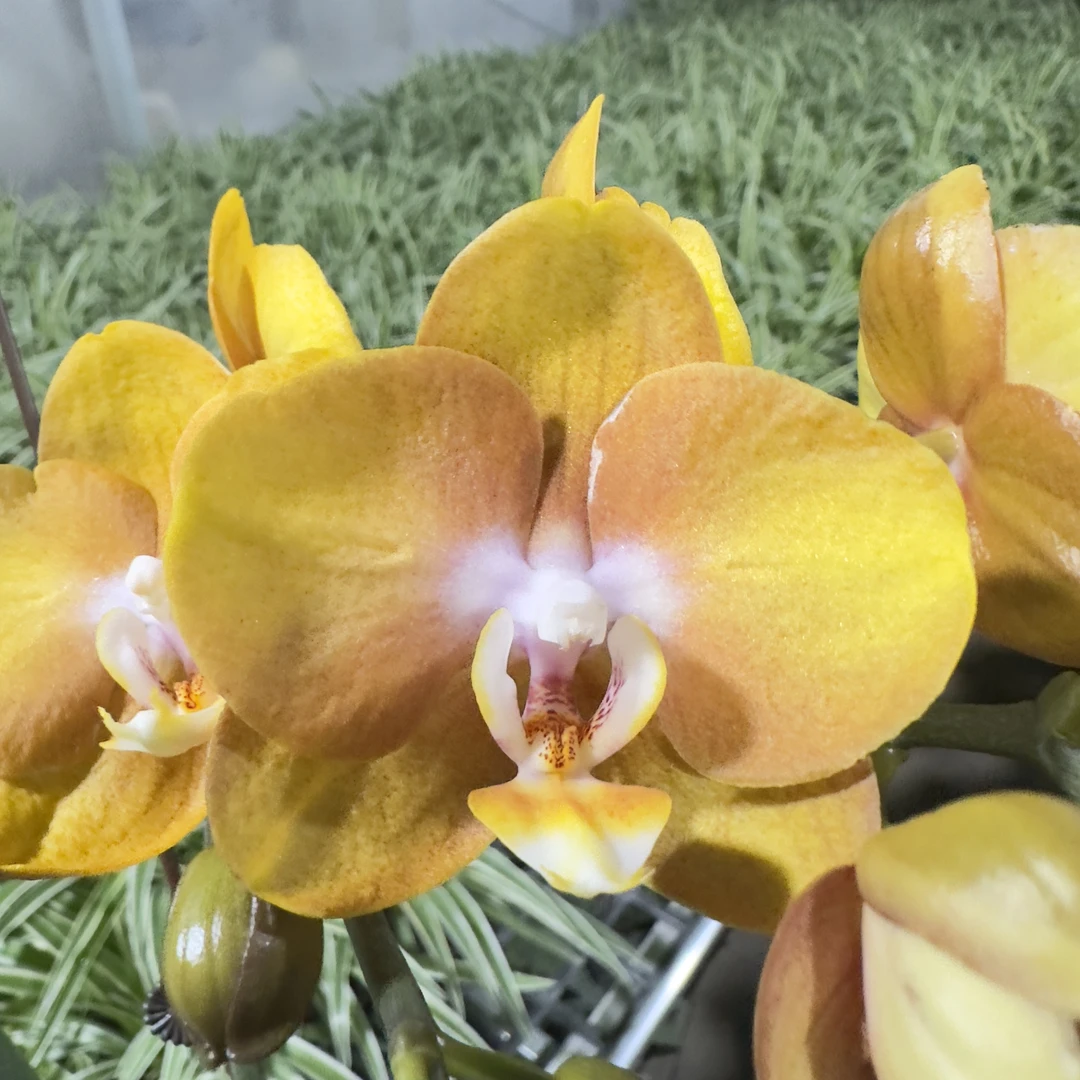 【拉斯维加斯】蝴蝶兰 黄色系中小花型 耐养 高端室内绿植花卉