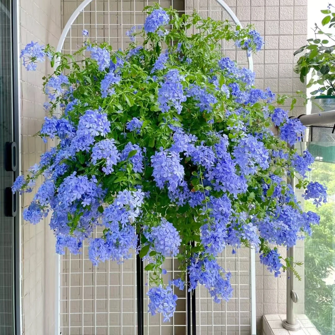 MC大盆【蓝雪花】花苞发货月季四季开花庭院