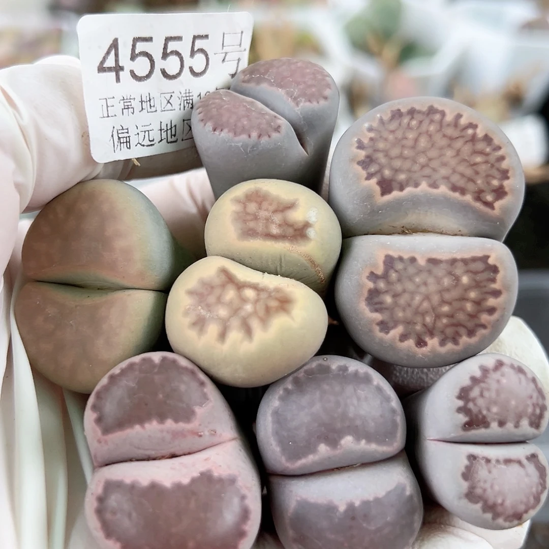 4555歪瓜裂枣7个有腿有疤特价
