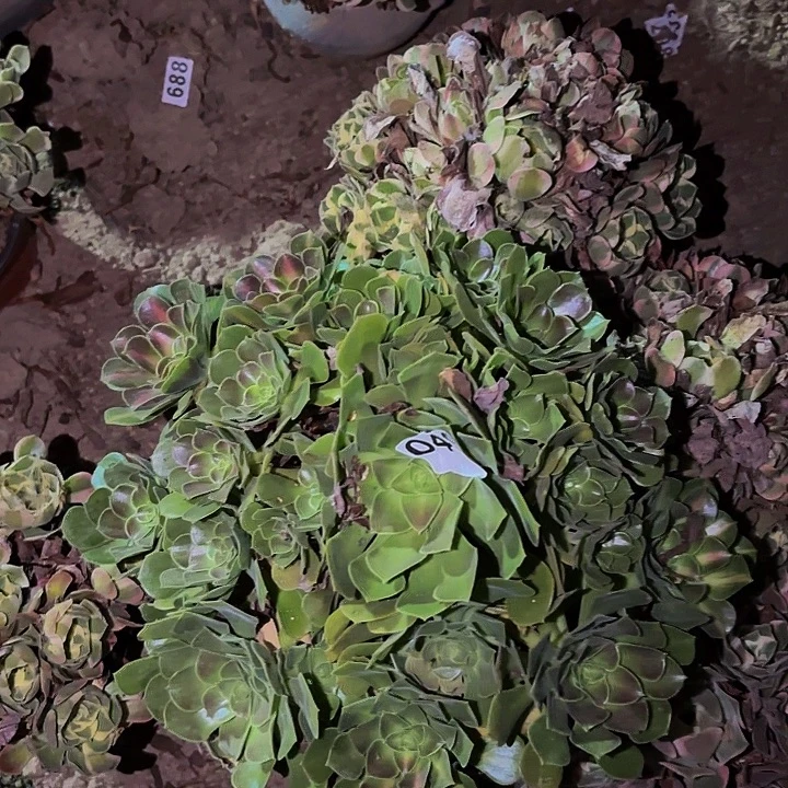 049中班多肉植物不售后