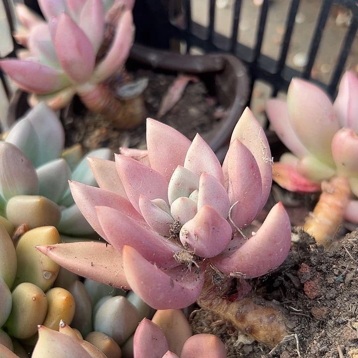 无花朵桃花源2颗。