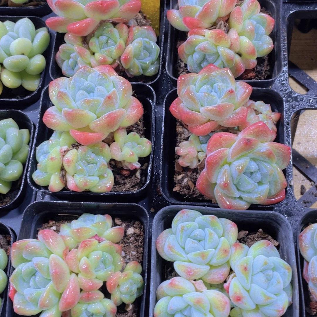 167号 奶油冰玉多头群一个