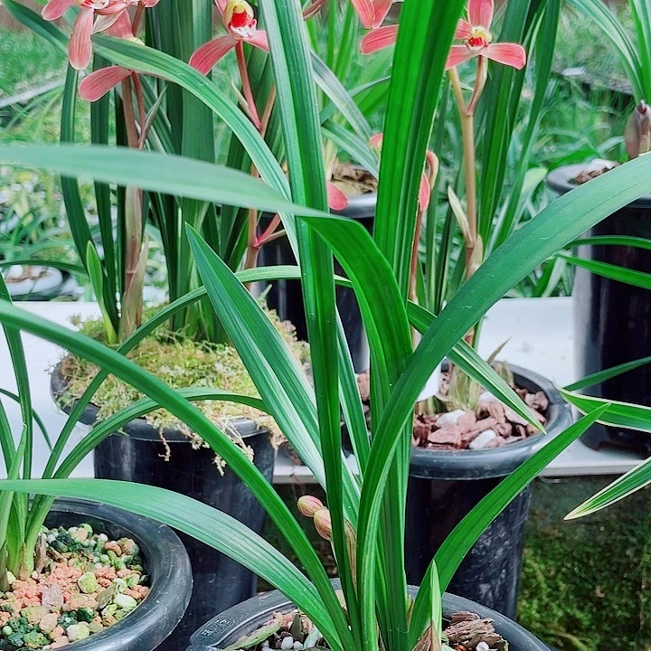 Q***.完全开放一物一漂亮