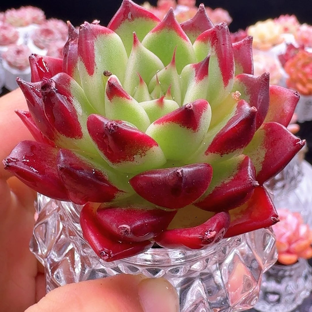 无土栽培无虞1颗