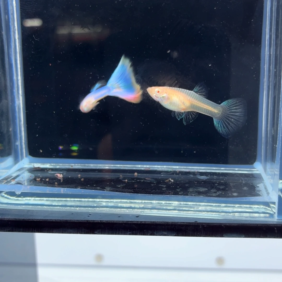 孔雀鱼极光幻彩50