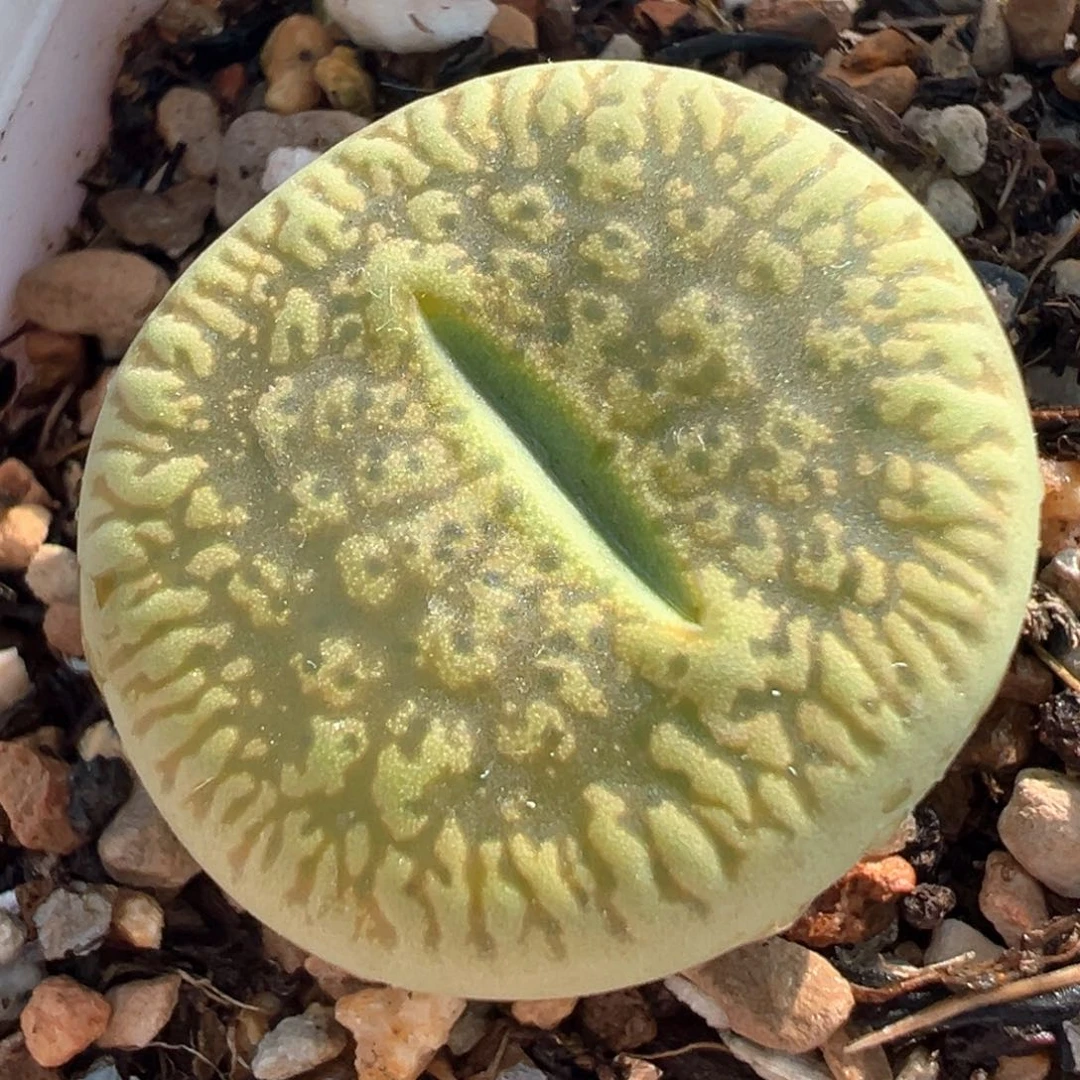 绿光阳母本多肉植物129