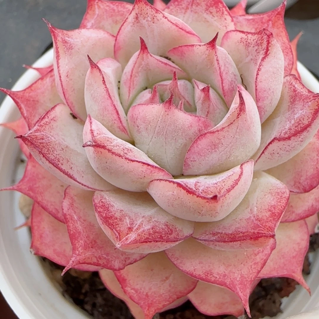 花语逸镜0215-330