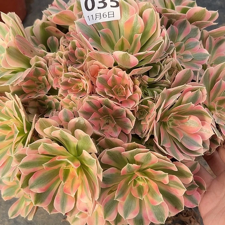 11.6-35女巫多肉植物1