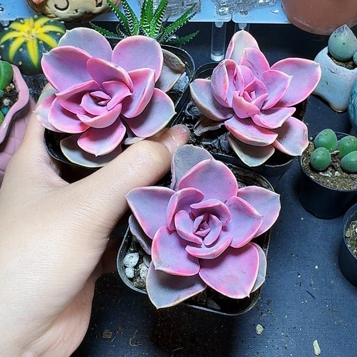 3颗彩虹裸根福利炸