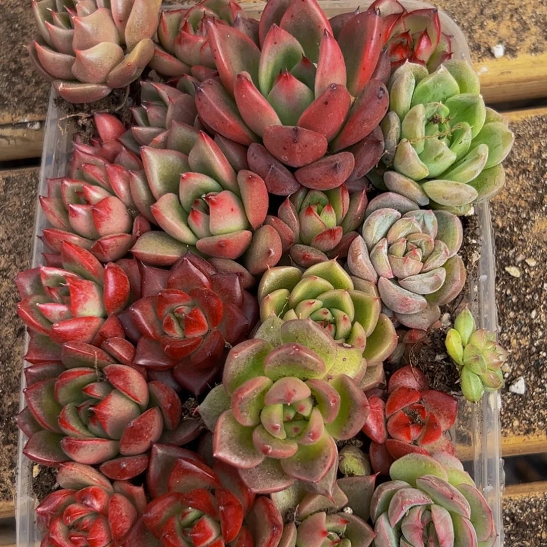 211大热的小伙伴都