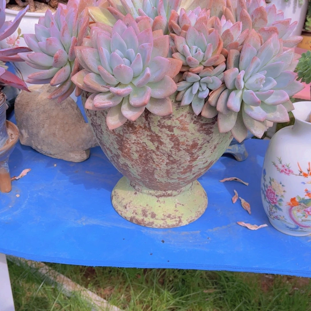 晨***曦多肉植物保护研究所所长