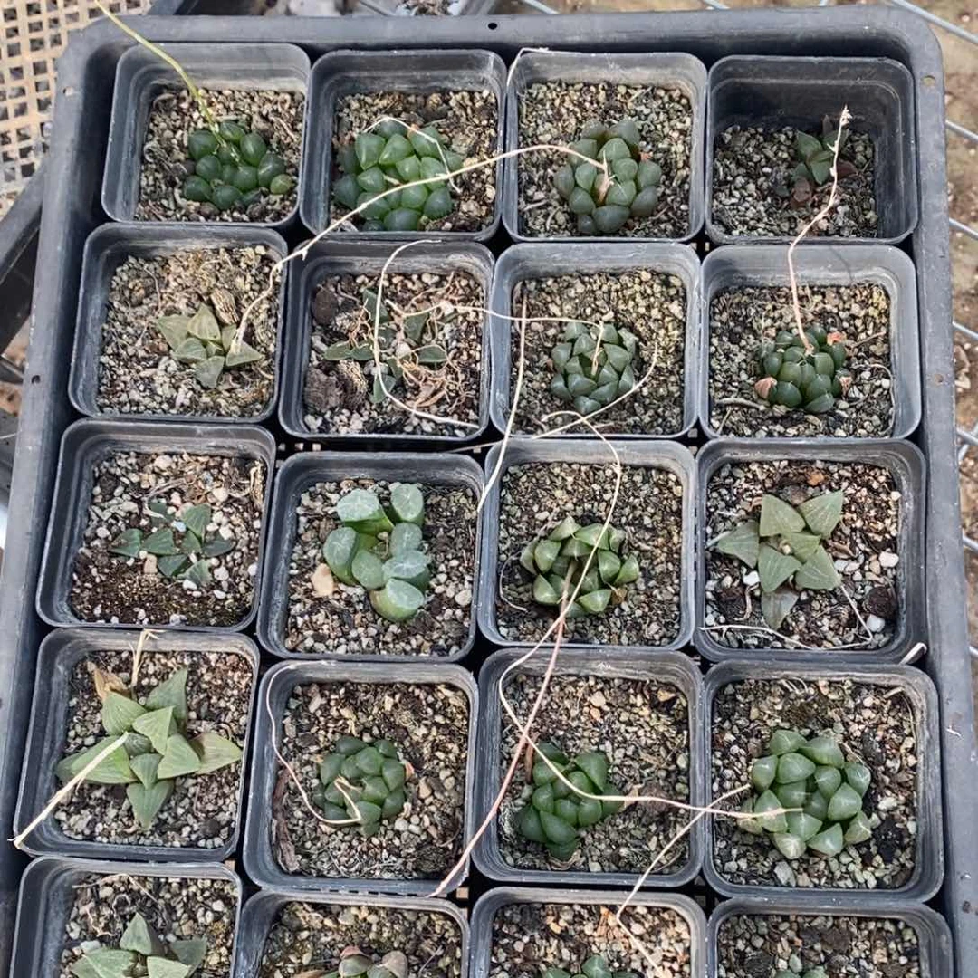 2566 一整筐全部 点赞福利