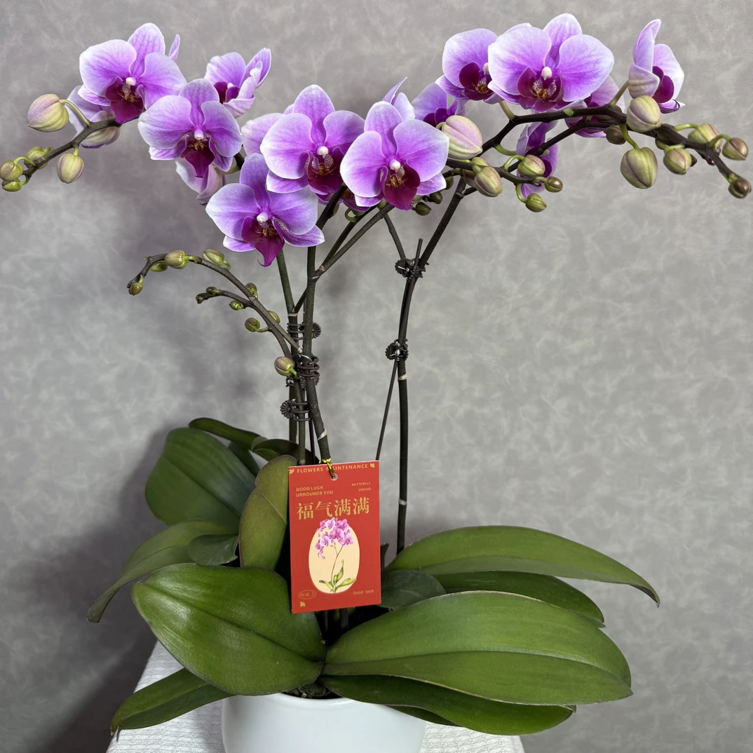 【绝代双骄】又称第三名粉紫色系蝴蝶兰精致组盆带花带花苞室内花卉