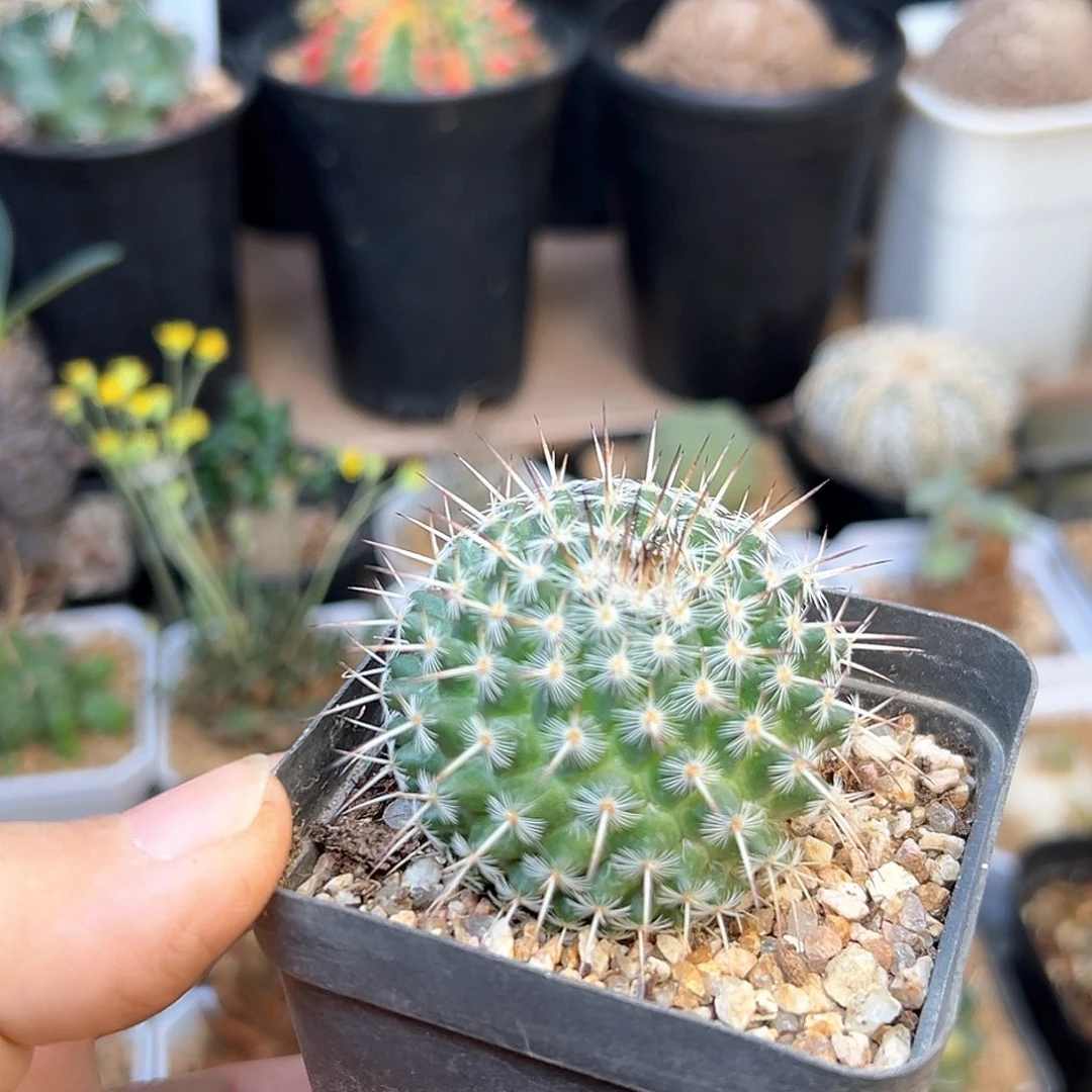 无花朵白王丸实生球