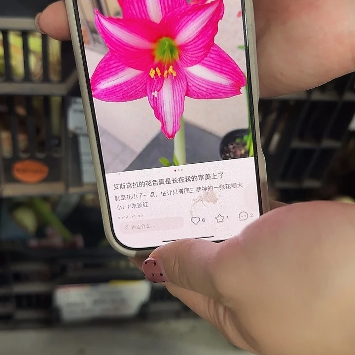 艾斯黛拉7.5公分丑球福利