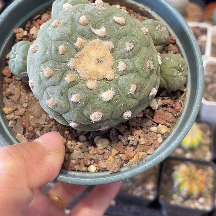 实生无刺仙人球一颗