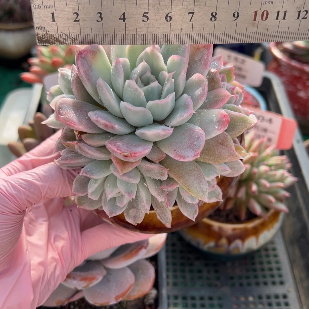 表妹精品多肉植物037.