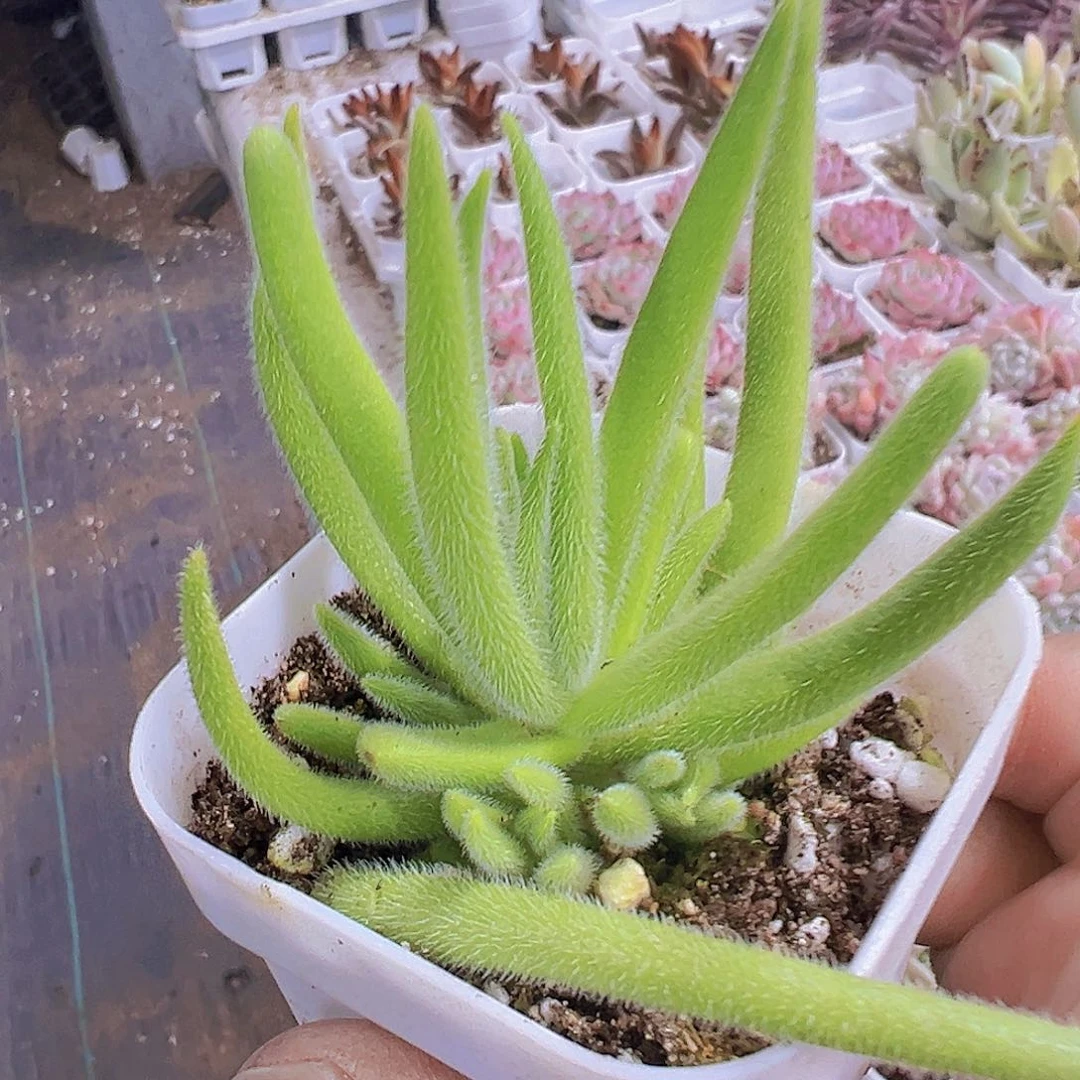 银狐19包邮多肉植物