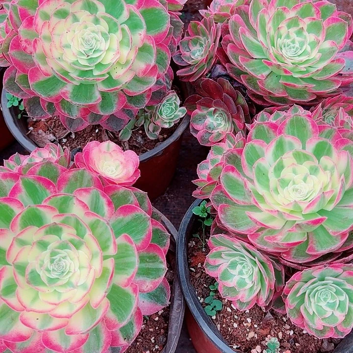 海鲜多肉植物大战僵尸