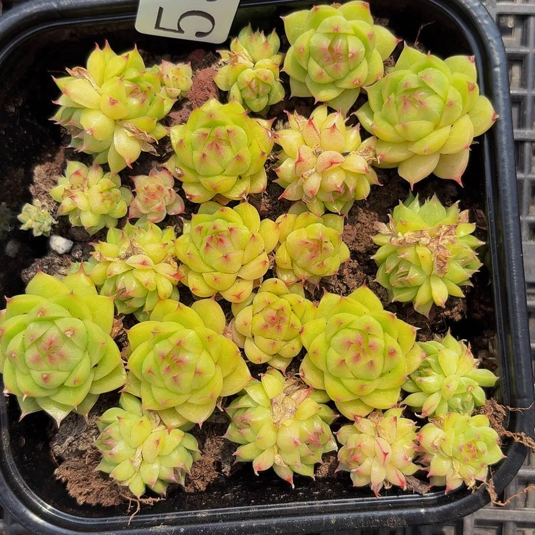 多肉植物多肉植物558
