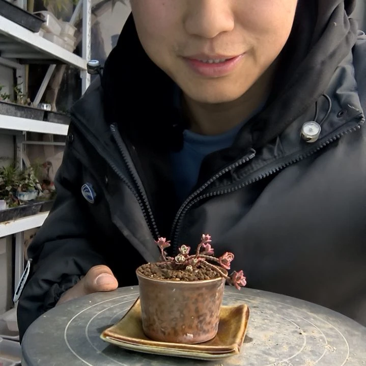 荣****酒小盆景小植物一物一拍249