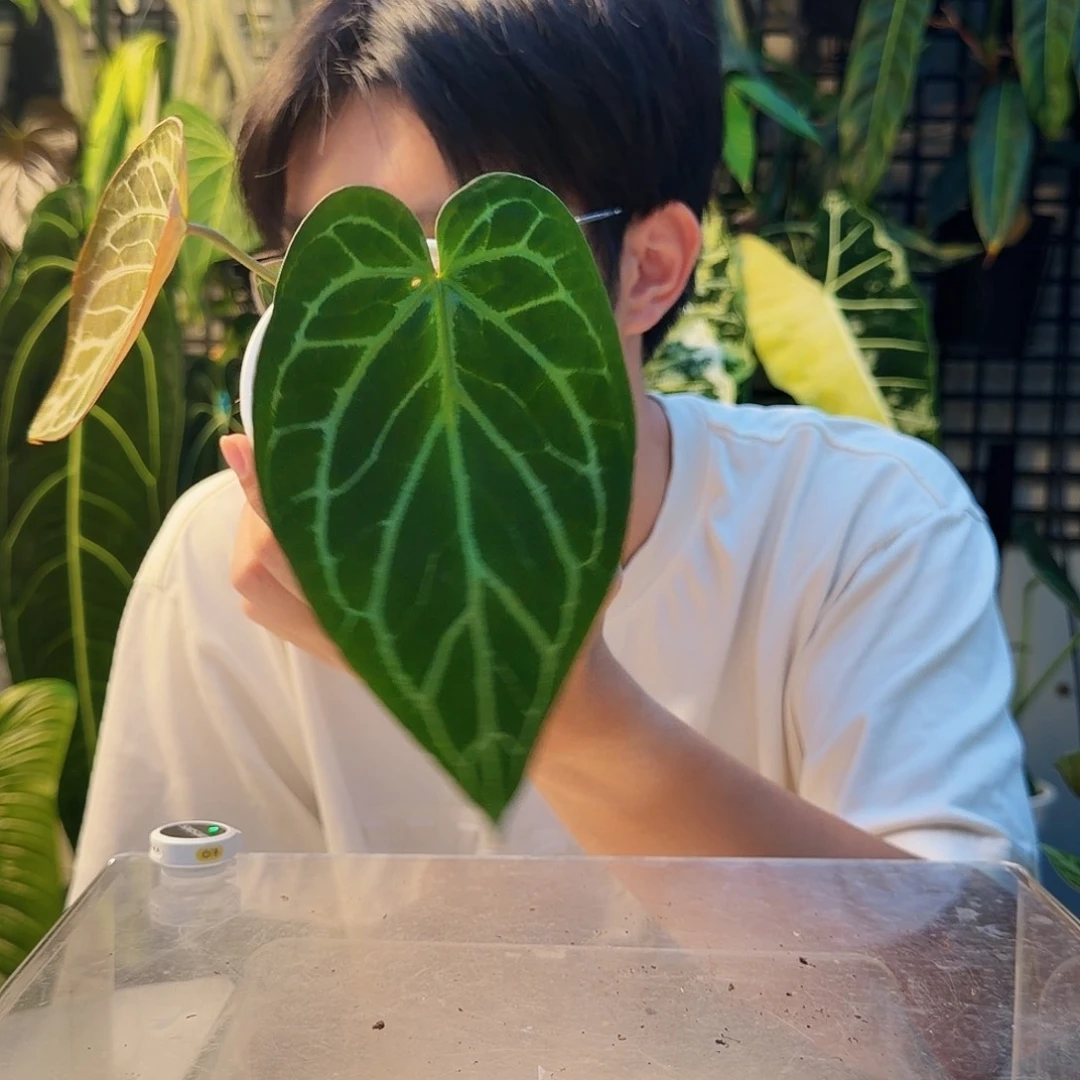 不开花植物B61 阿波罗杂狂想曲