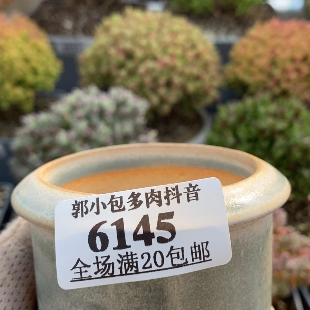 岁**年盆6145枝干番杏