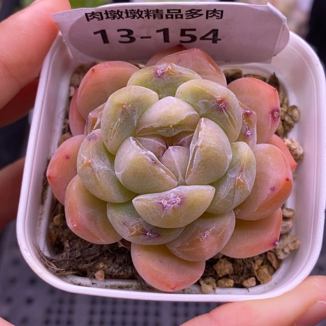 【闪购商品】13-154