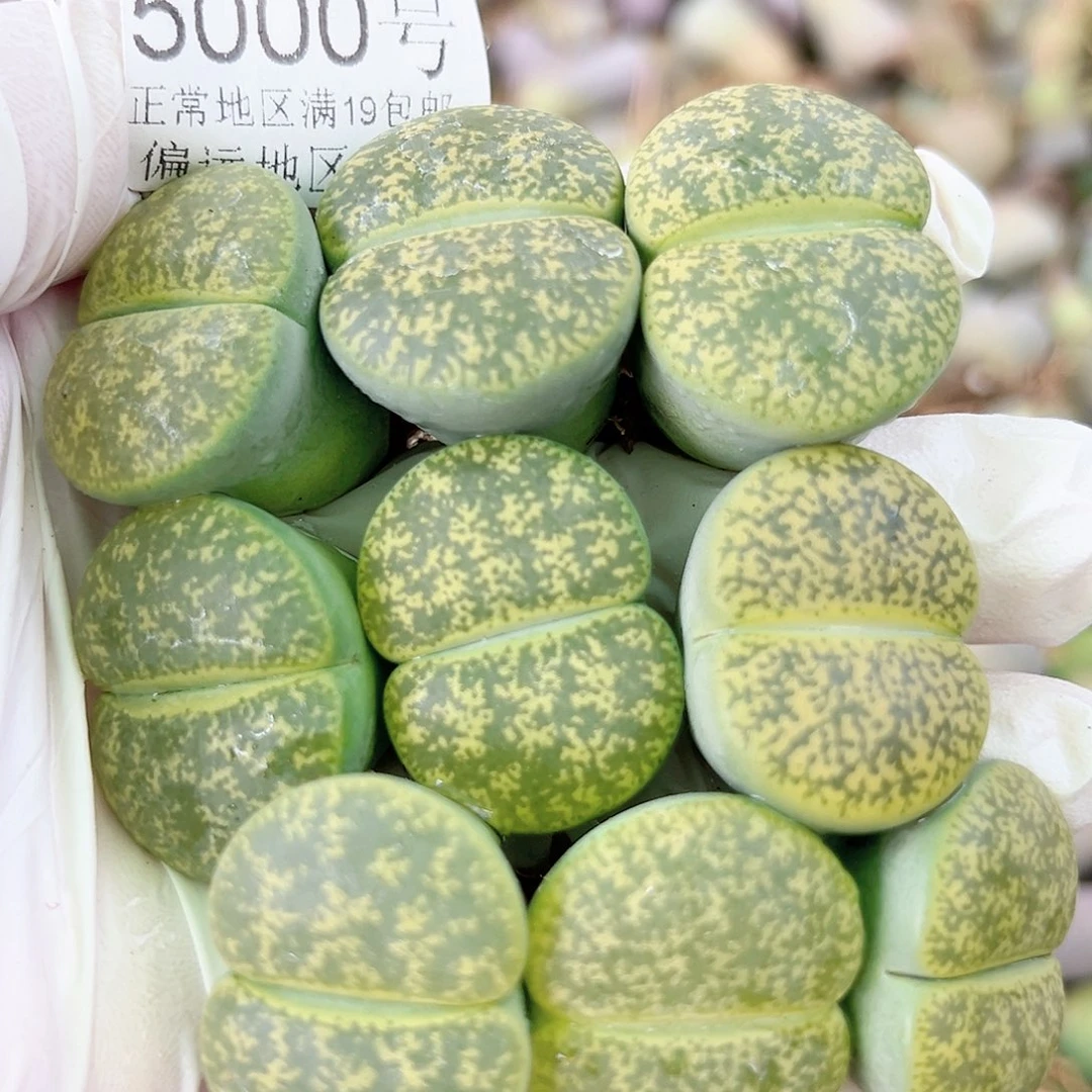 5000 好养易活生石花大母本9个2.5cm