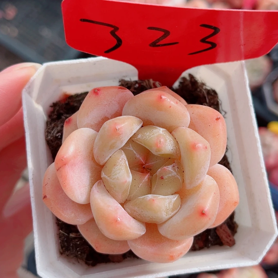 323号小老桩糖心单头